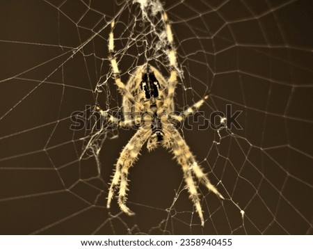 Macro photo of spider sitting on web pictured from underside