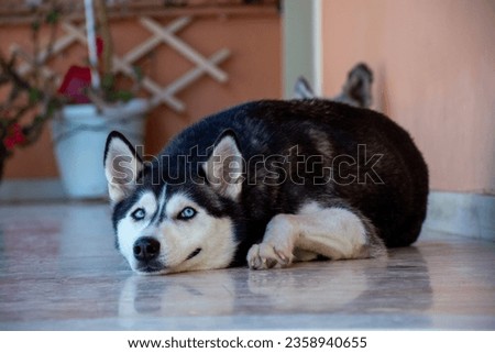 Portrait happy emotion husky dog.Siberian husky black and white color with blue eyes. Royalty-Free Stock Photo #2358940655