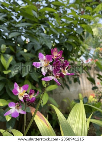 Flower orchid groundorchid nature green iphone shotoniphone wallpaper beauty