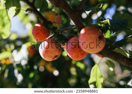 Close up of nectarines in a tree Royalty-Free Stock Photo #2358948881