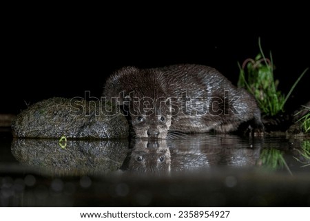 A dog otter with its nose close to the water as it searches for fish at night