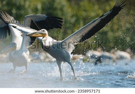 Two pelicans gracefully landing on the tranquil waters of the Danube Delta Danube Delta wild life birds