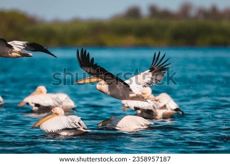 Birds in flight over a picturesque body of water in the Danube Delta Danube Delta wild life birds Royalty-Free Stock Photo #2358957187