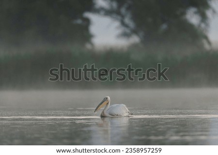 A pelican gracefully floating on the tranquil waters of the foggy Danube Delta Danube Delta wild life birds