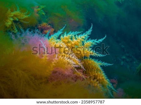 Black Sea, Hydroids Obelia, (coelenterates), Macrophytes Red and Green algae Royalty-Free Stock Photo #2358957787
