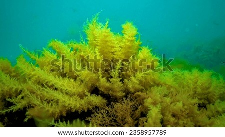 Black Sea, Hydroids Obelia, (coelenterates), Macrophytes Red and Green algae Royalty-Free Stock Photo #2358957789
