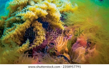 Black Sea, Hydroids Obelia, (coelenterates), Macrophytes Red and Green algae Royalty-Free Stock Photo #2358957791