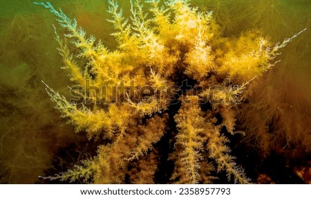 Black Sea, Hydroids Obelia, (coelenterates), Macrophytes Red and Green algae Royalty-Free Stock Photo #2358957793