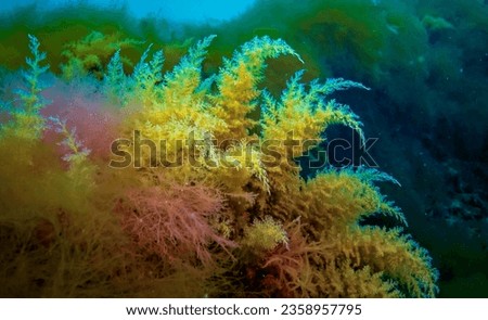 Black Sea, Hydroids Obelia, (coelenterates), Macrophytes Red and Green algae Royalty-Free Stock Photo #2358957795