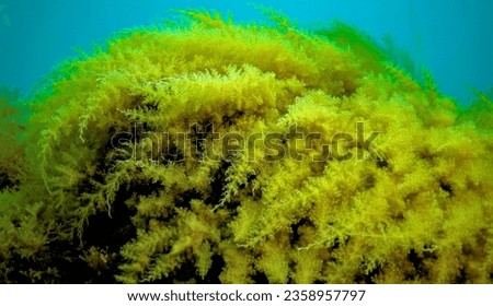 Black Sea, Hydroids Obelia, (coelenterates), Macrophytes Red and Green algae Royalty-Free Stock Photo #2358957797