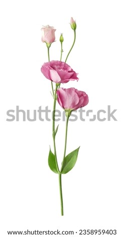 Beautiful pink eustoma flower (lisianthus or prairie gentian) on stem with buds isolated on white background close-up                                Royalty-Free Stock Photo #2358959403