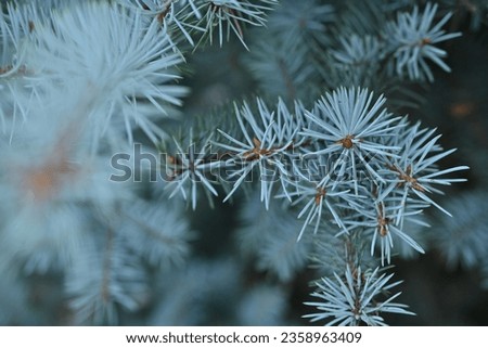 blue branches of a pine tree close-up, short needles of a coniferous tree close-up on a green background, texture of needles of a Christmas tree close-up, blue  texture of pine branches