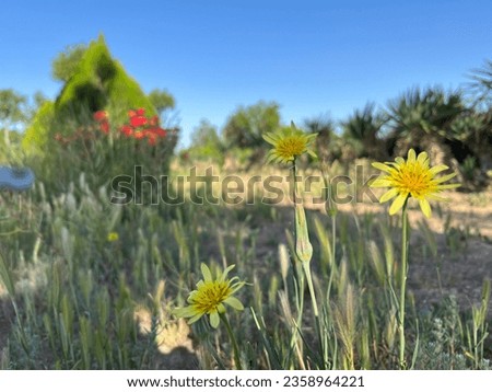 Yellow flowers in garden and blue sky in the background 