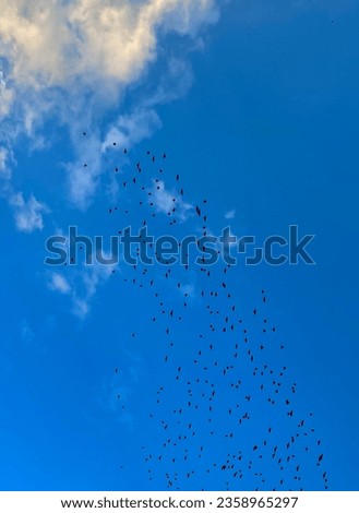 flock of birds flying in the blue sky, beautiful photo digital picture