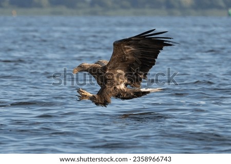 White tailed eagle - haliaeetus albicilla - in flight to catch fish with spread wings with blue water in background. photo from szczecin lagoon in Poland