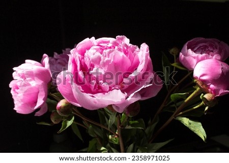 Pink peonies flower bouquet into vase on dark background