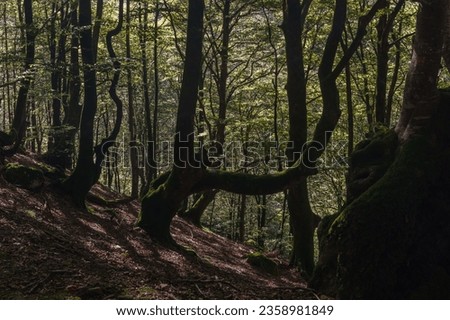 Beech forest on a sunny autumn day in pyrenees mountains near Beartzun, Basque Country, Navarre, Spain