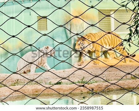 Panthera Tigris in zoological garden of Rabat Morocco. National zoo Rabat Morocco. White and yellow tiger.