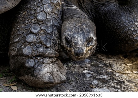 Close up picture of a tortoise