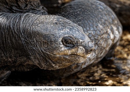 Close up picture of a tortoise