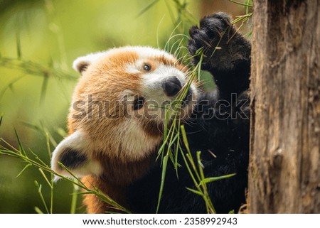 Red panda walking tree closeup. vivid natural background. protection of rare endangered animals and urban zoos and travel national park concept. berlin zoo