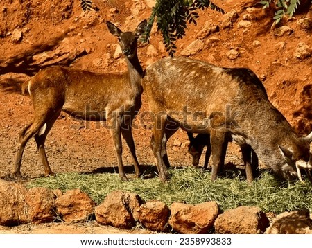 The Barbary stag or Cervus elaphus Barbarus in zoological zoo Rabat. Zoological garden of Rabat Morocco.