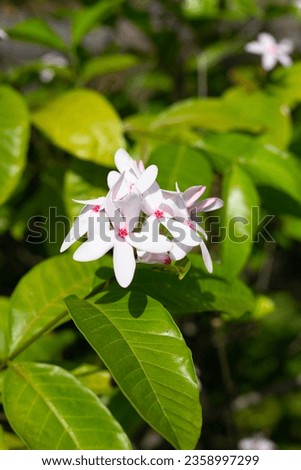 Kopsia fruticosa pink flower in the garden