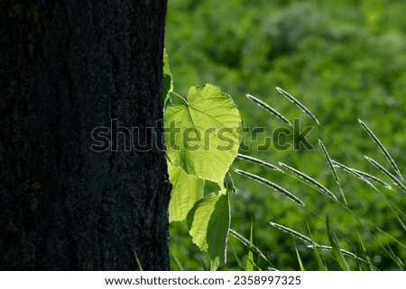 Calming photo of green leaf