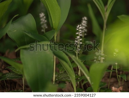 Maianthemum bifolium or false lily of the valley or May lily is often a localized common rhizomatous flowering plant. Growing in the forest. Royalty-Free Stock Photo #2359004127
