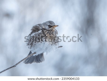 The fieldfare (Turdus pilaris) is a member of the thrush family Turdidae. It breeds in woodland and scrub in northern Europe and across the Palearctic. Sitting on the vine branch in winter.