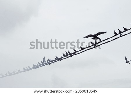 Birds sitting on electric wires on a foggy day