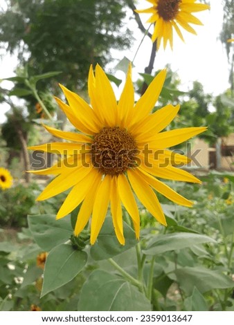 Sun Flower Sunlight close up shoot 
