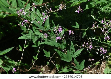 Panicled tick-trefoil ( Desmodium paniculatum ) flowers. Fabaceae perennial plants native to North America. Red-purple butterfly-shaped flowers bloom in autumn. The fruits are legumes. Royalty-Free Stock Photo #2359014705