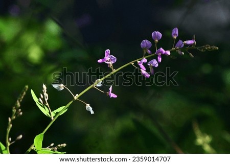 Panicled tick-trefoil ( Desmodium paniculatum ) flowers. Fabaceae perennial plants native to North America. Red-purple butterfly-shaped flowers bloom in autumn. The fruits are legumes. Royalty-Free Stock Photo #2359014707