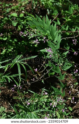Panicled tick-trefoil ( Desmodium paniculatum ) flowers. Fabaceae perennial plants native to North America. Red-purple butterfly-shaped flowers bloom in autumn. The fruits are legumes. Royalty-Free Stock Photo #2359014709