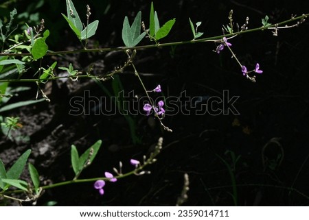 Panicled tick-trefoil ( Desmodium paniculatum ) flowers. Fabaceae perennial plants native to North America. Red-purple butterfly-shaped flowers bloom in autumn. The fruits are legumes. Royalty-Free Stock Photo #2359014711
