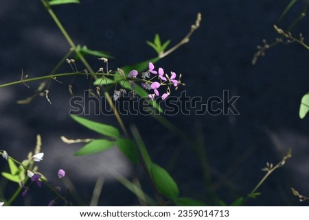 Panicled tick-trefoil ( Desmodium paniculatum ) flowers. Fabaceae perennial plants native to North America. Red-purple butterfly-shaped flowers bloom in autumn. The fruits are legumes. Royalty-Free Stock Photo #2359014713