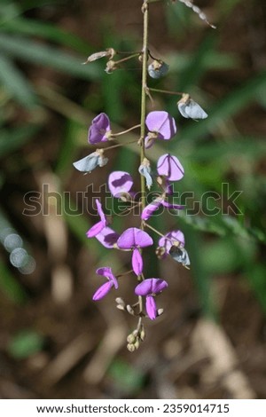 Panicled tick-trefoil ( Desmodium paniculatum ) flowers. Fabaceae perennial plants native to North America. Red-purple butterfly-shaped flowers bloom in autumn. The fruits are legumes. Royalty-Free Stock Photo #2359014715