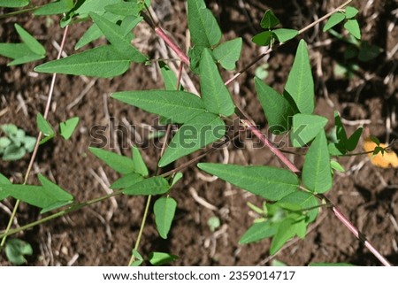 Panicled tick-trefoil ( Desmodium paniculatum ) flowers. Fabaceae perennial plants native to North America. Red-purple butterfly-shaped flowers bloom in autumn. The fruits are legumes. Royalty-Free Stock Photo #2359014717