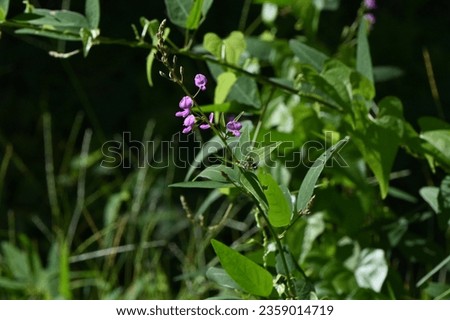 Panicled tick-trefoil ( Desmodium paniculatum ) flowers. Fabaceae perennial plants native to North America. Red-purple butterfly-shaped flowers bloom in autumn. The fruits are legumes. Royalty-Free Stock Photo #2359014719