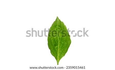 Sweet basil leaf isolated. leafy vegetables illustration.Sweet basil leaves on a white background. 
herbal leaves. Leaf illustration.Leaf single photograph.Nature learning illustration.