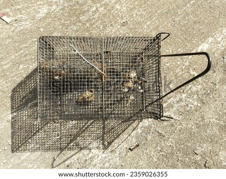 wild mice that enter the trap