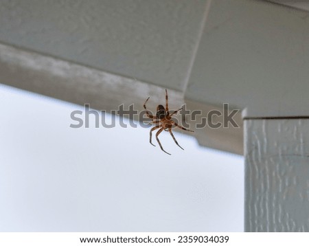 A neoscona crucifera spider (orb-weaver) hanging from a web at a back yard in California.