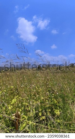 beautiful view of green grass and clear blue sky 