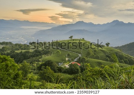 Landscape View Of Tiger Lilies (Daylily) Garden On The Hill Of East Rift Valley, Liushidan Mountain, Fuli, Hualien, Taiwan
