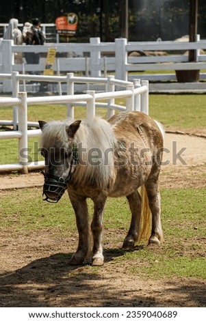 Shetland ponies on a farm