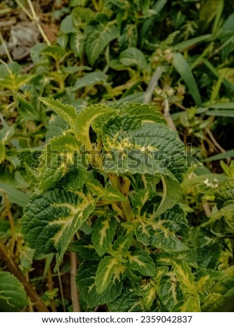 portrait of the green miana ornamental plant with yellow stripes