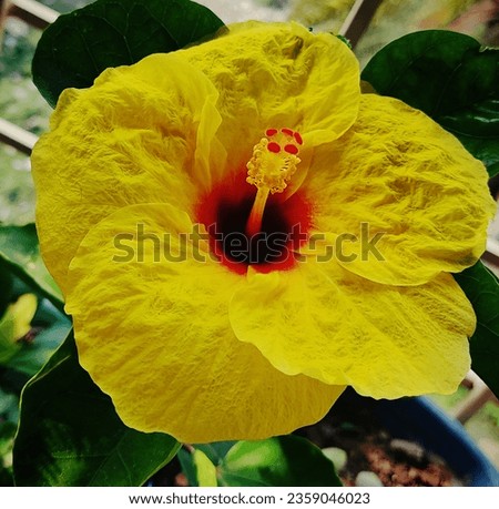 This is the yellow china rose with bright petals.