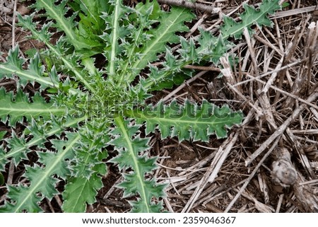 a close up of a large weed with pricklers Royalty-Free Stock Photo #2359046367