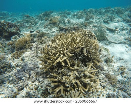 Coral reefs in under water derawan island